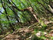 06 Sul sent. 571 nel bel bosco di carpini neri piegati a valle
